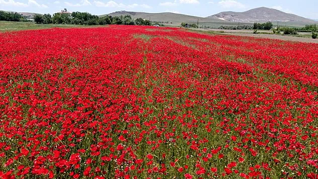 Gelincik tarlası görenleri mest etti