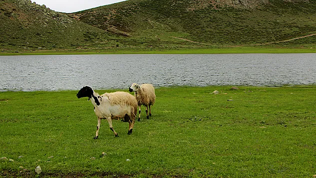 Kuruyan Bervi Gölü yağışlarla yeniden canlandı