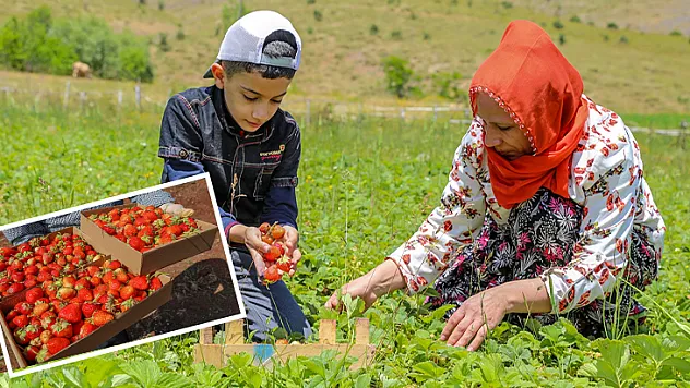 Osmanlı çileği tezgaha inmeden satılıyor