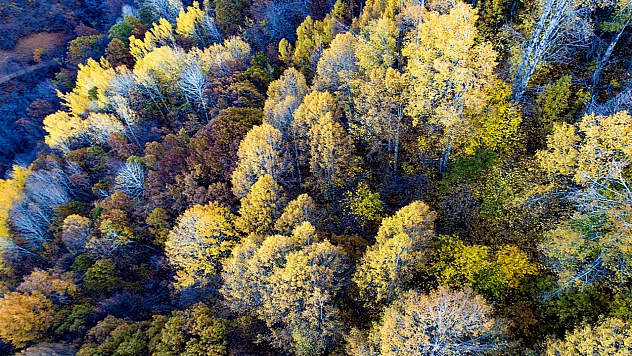 Salördek ormanları güz renklerine büründü