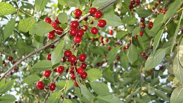 40 ton vişne ağaç dallarında çürüyor