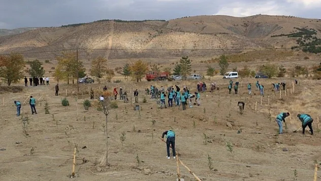 Erzincan'da denetimli serbestlik yükümlüleri 260 fidan dikti