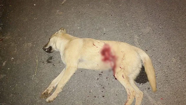 Kümesindeki tavukları yiyen köpeği tüfekle öldürdü