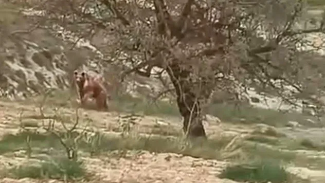 Ağın'da ayı paniği!
