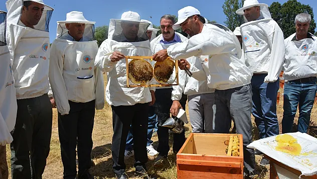'Altın balda' hasat dönemi başladı