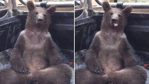 Balı fazla kaçıran ayının adı belli oldu