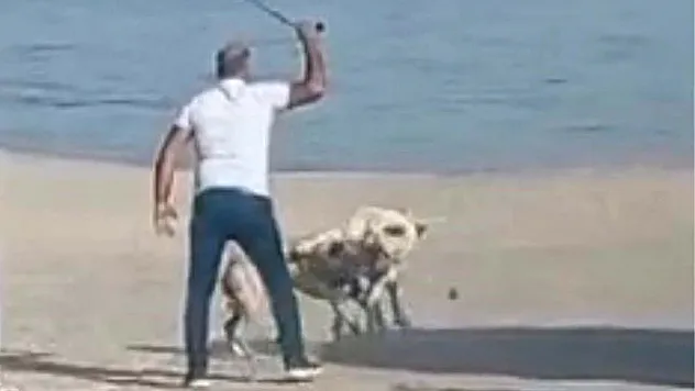 Başı boş köpekler kavgaya tutuştu