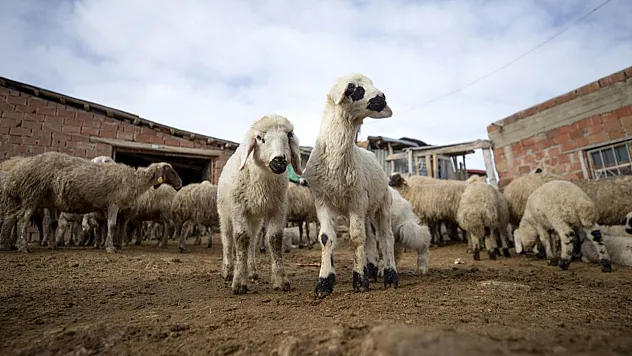 Besiciler 'süt kuzuları'nı özenle büyütüyor