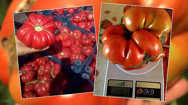 Bu domatesler tam 1 kilo