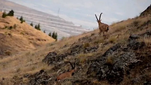 Çengel boynuzlu keçiler görüntülendi