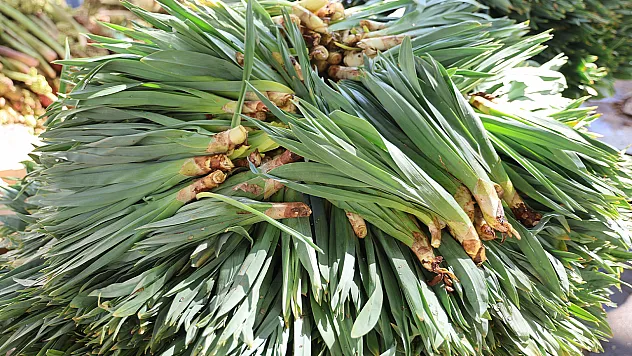 Çiriş otu tezgahtaki yerini aldı