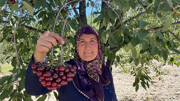 'Çubuk Vişnesi'ni ağrı kesici olarak kullanıyorlar