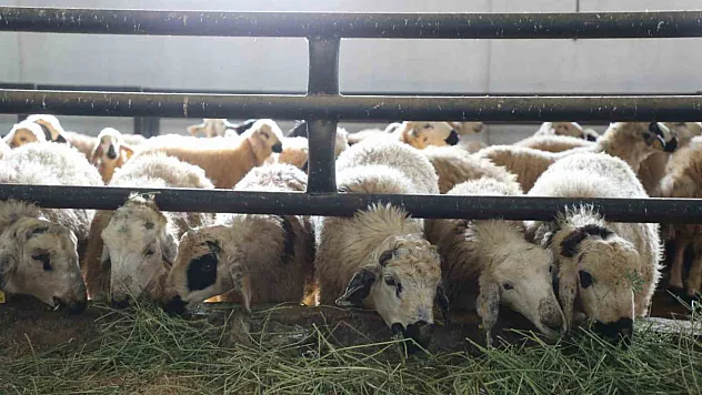 Devletten aldığı destekle çiftlik açtı