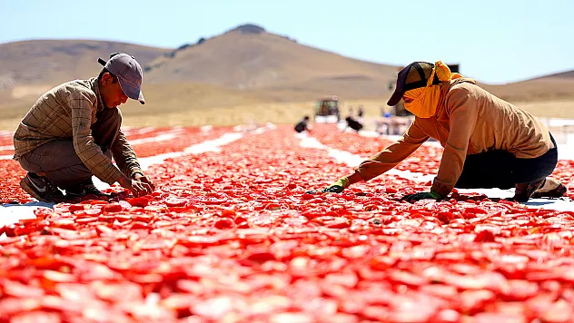 Elazığ'da domates hasadı başladı