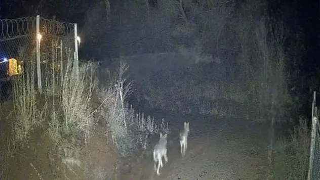 Elazığ'da kurtlar sürü halinde görüldü
