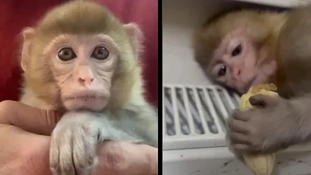 Elazığ'da 'makak maymunu' yakalandı