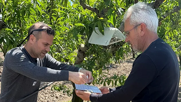 Elazığ'da şeftali güvesine tuzak