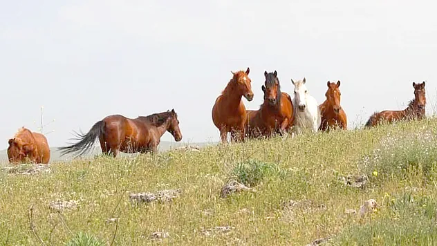 Elazığ'da yılkı atları görüldü