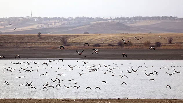 Cip Baraj Gölü binlerce göçmen kuşu ağırlıyor