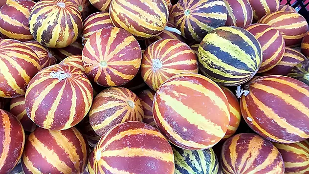 Elazığ'ın kokulu süs kavunu ilgi görüyor