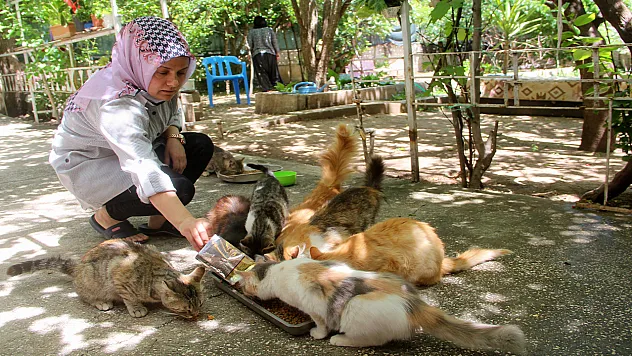 'Evlatlarım' dediği kedilere anne gibi bakıyor