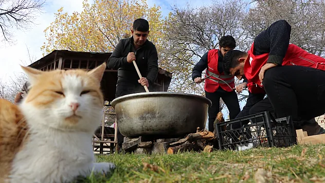 Gençler sahipsiz kediler için birlik oldu