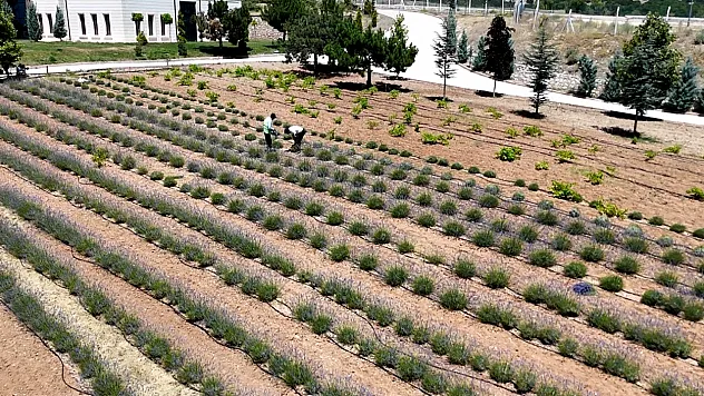 Gençlerden lavanta yatırımı