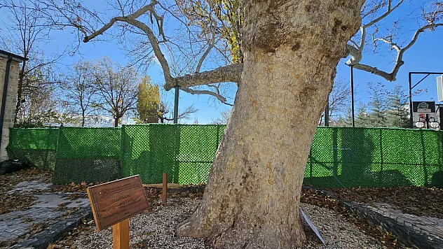 Harput'un asırlık çınarı yıllara meydan okuyor