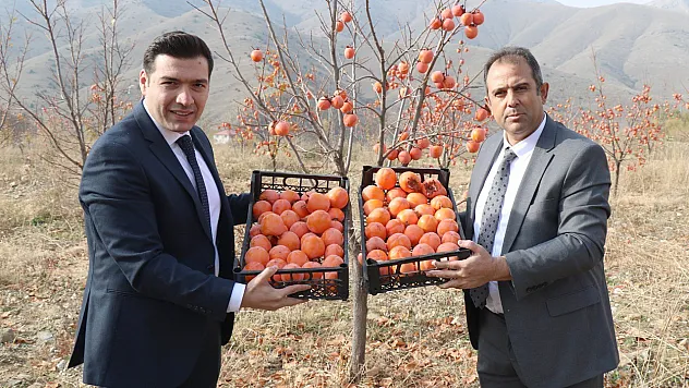 Keban'da Trabzon Hurması hasadı yapıldı