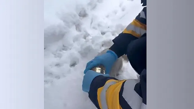 Kedinin yardımına sağlık ekipleri yetişti