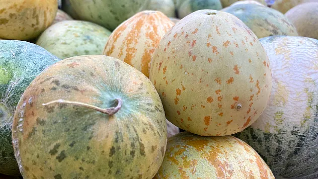 Kultik kavunu tezgahlarda yerini aldı