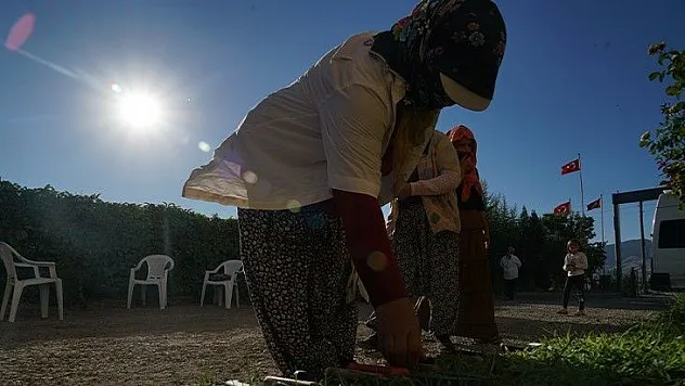 Mevsimlik işçilerin güneşin altında zorlu mesaisi