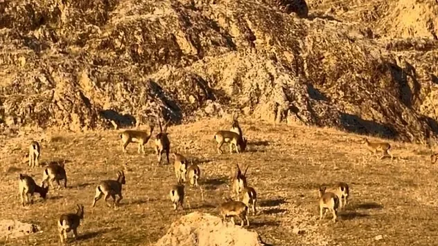 Tarihi kalede dağ keçileri görüldü