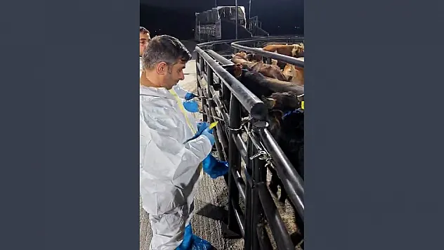 ŞAP hastası 29 hayvan, Elazığ'da yakalandı