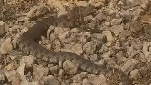 Elazığ'da engerek yılanı görüldü