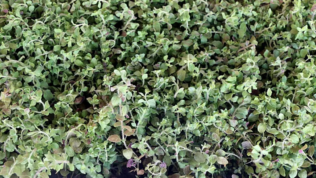 Üreticilere kekik fidesi dağıtıldı