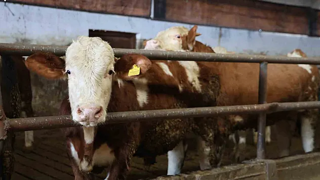 TKDK'dan aldığı destekle çiftlik kurdu