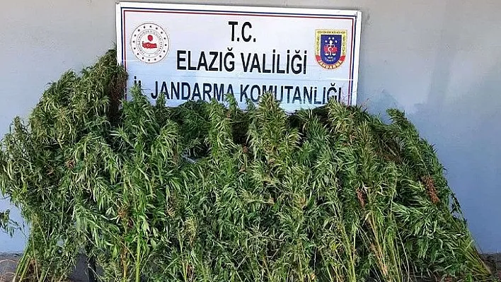 110 kök kenevir ele geçirildi