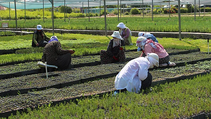 12 milyon fidan toprakla buluşacak