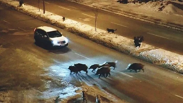 Tunceli'de domuzlar karayoluna indi