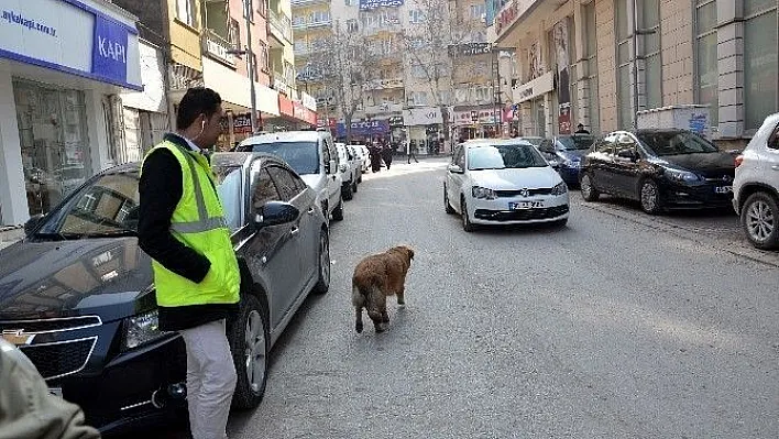 Parkmetreci köpek yaptıklarıyla görenleri şaşırtıyor
