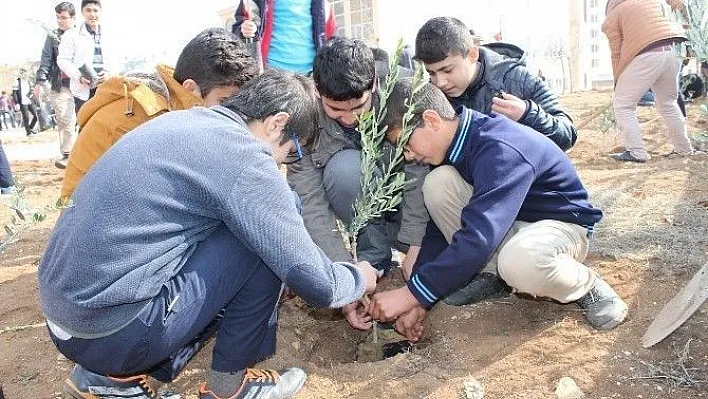 Cami bahçesine zeytin fidanları dikildi
