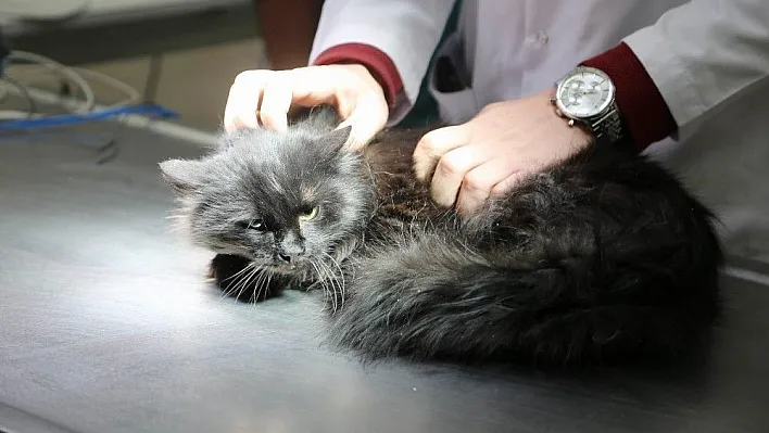 Sokakta bulunan yaralı kedi ameliyat edildi
