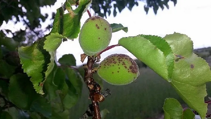 Kayısı da ilkbahar hastalıklarına karşı çiftçiler uyarıldı
