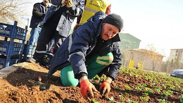 Mevsimlik çiçek dikimi çalışmaları devam ediyor
