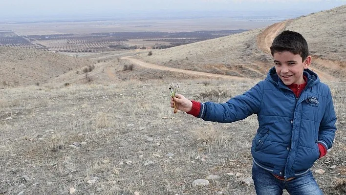 Malatya'nın Akçadağ ilçesinde 'Nevruz Çiçekleri' açmaya başladı
