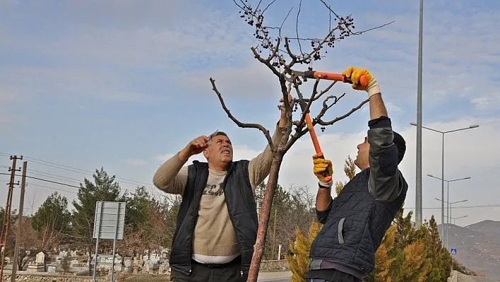 Gölbaşı Belediyesi ağaçları budamaya başladı