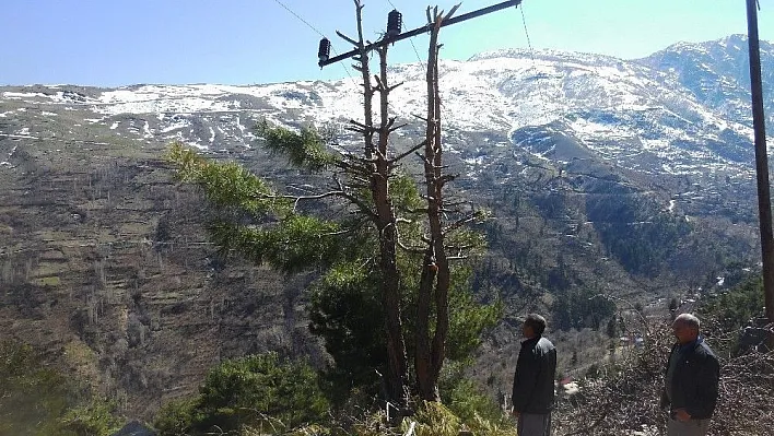 Çam ağacı elektrik direği oldu