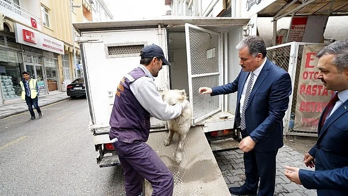 Yaralı köpeğin hayatını belediye başkanı kurtardı
