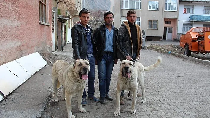 Oltulu Gençler Kangallarını Hollanda için hazırladılar
